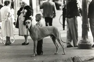Black Boy and Great Dane, Harlem (RETURNED TO CONSIGNOR)