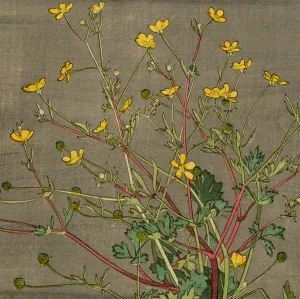 Buttercups