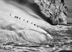 Chinstrap Penguins (Pygoscelis Antartica) on an iceberg located between Zavodovski and Visokoi Islands, South Sandwich Islands  